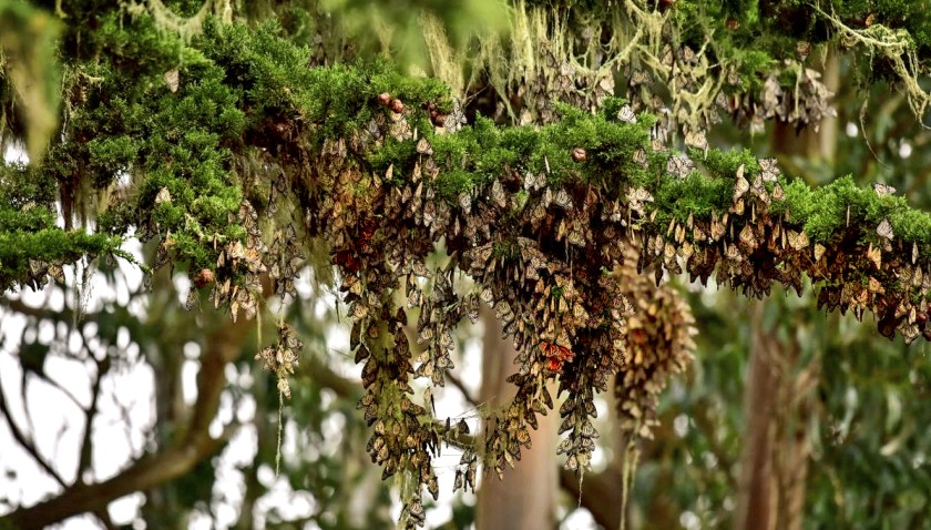 California’s monarch butterflies could disappear, unless we act now