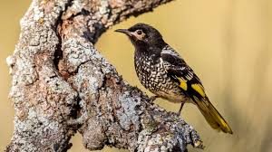 Regent honeyeater: Endangered bird ‘has forgotten its song’