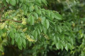 Hope blooms for an ‘extinct’ Sri Lankan tree that reemerged under threat