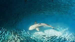 Researchers Discover Fossils Of A Unique ‘Eagle Shark’ That Glided Through Seas About 93 Million Years Ago!