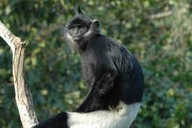 Thriving population of endangered monkeys gives hope to conservationists