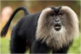 Spot These 6 Rare and Exotic Animals Only in India