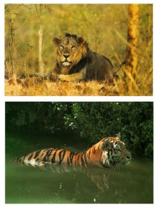 Endangered and Endemic Species of India 6