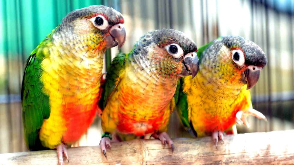 From Attracting Mates to Scaring Predators Away, Here Are Six Reasons Why Animals Use Colours