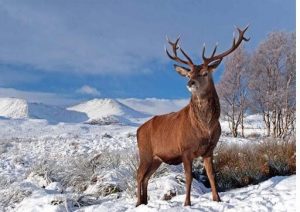 Endangered and Endemic Species of India 9