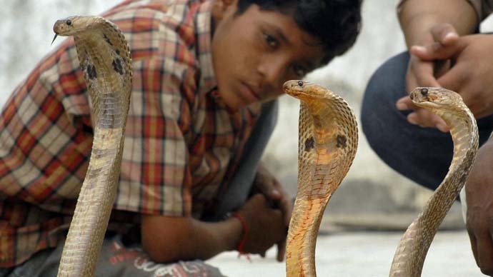 Cold-blooded encounters: How snakes are more sensible than humans