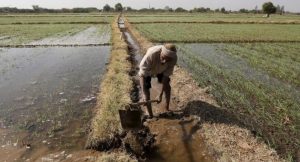 Zero Budget Natural Farming: A Robust Policy That Needs Work 1 Zero Budget Natural Farming: A Robust Policy That Needs Work 1