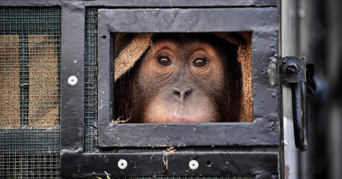 Scientists have moved closer to making organisms that are part human and part animal