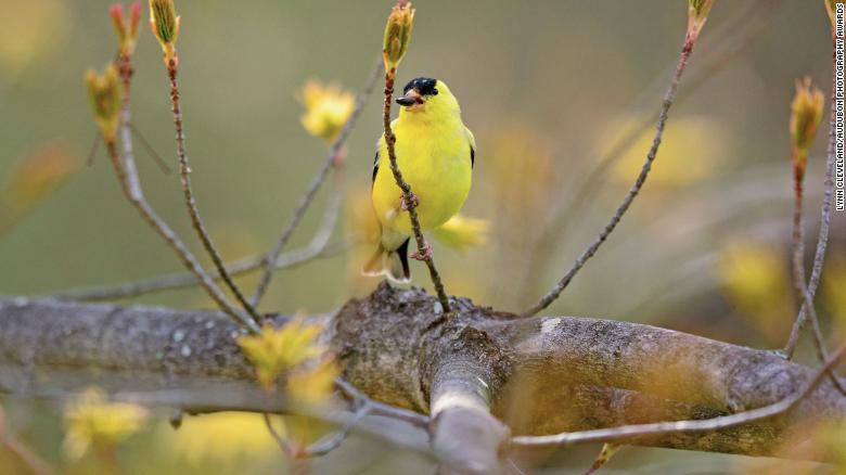 The majority of birds in North America face threat of extinction. Here’s what we can do