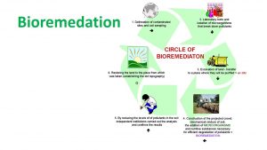 Bioremediation: Environmental Technology for pollution Cleanup 2