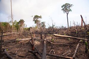 Deforestation – Cutting Our Own Roots!! 1 Greenstories-Deforestation