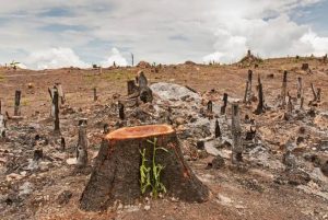 Deforestation – Cutting Our Own Roots!! 2 Deforestation – Cutting Our Own Roots!! 1