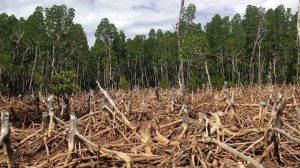 Deforestation – Cutting Our Own Roots!! 3 Deforestation – Cutting Our Own Roots!! 2