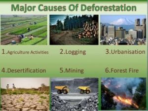 Deforestation – Cutting Our Own Roots!! 4 Deforestation – Cutting Our Own Roots!! 3