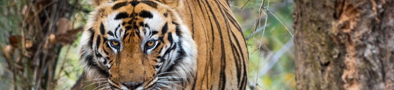 Distress Signals From India’s Tiger Reserves
