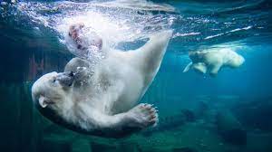 Polar bears forced to eat eggs as climate change shrinks Arctic hunting grounds, shows study using drones