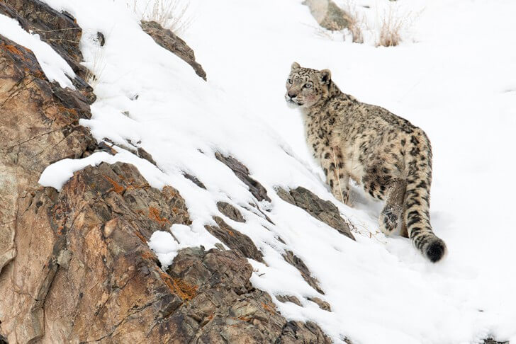 The highest animals on Earth