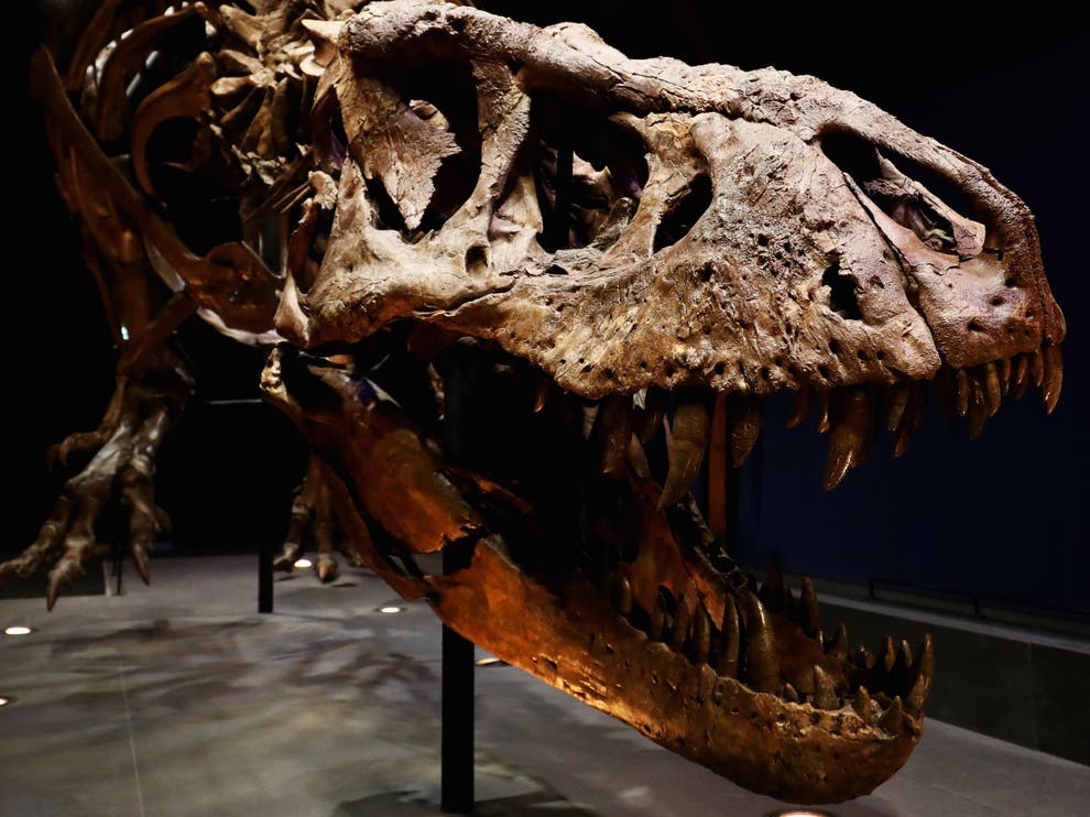 Tyrannosaurs may have hunted in packs like wolves, new research suggests