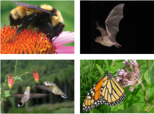 Protecting Bees and other pollinators’ for Our Own Survival 1