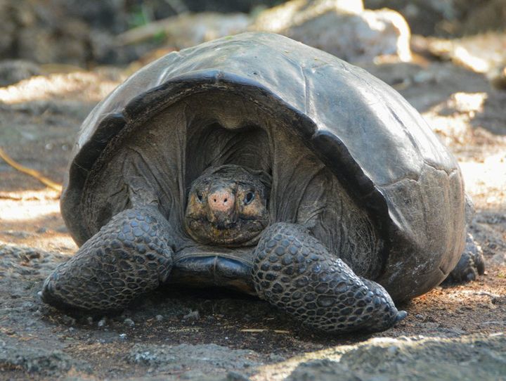 Giant Tortoise Thought To Have Gone Extinct A Century Ago Found On Galapagos Island