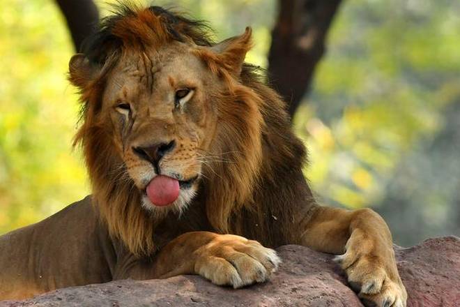 Eight Asiatic lions test positive in COVID-19, first in India