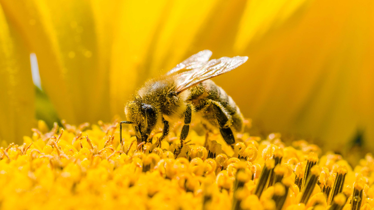 Protecting Bees and other pollinators’ for Our Own Survival