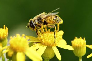 Protecting Bees and other pollinators’ for Our Own Survival 2