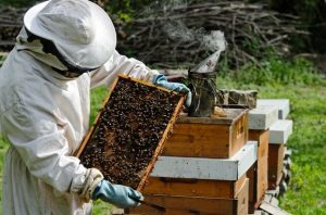 Protecting Bees and other pollinators’ for Our Own Survival 4