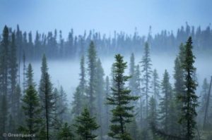 9 facts you need to know about forests and trees 1 9 facts you need to know about forests and trees 1