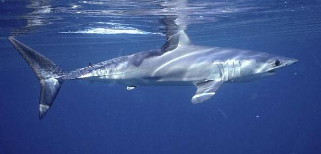 Question Corner: Do sharks navigate using Earth’s magnetic field?