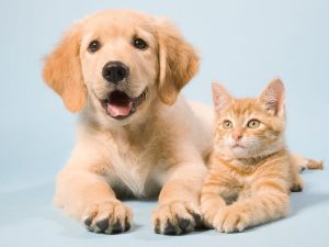 The Impact of Pets on the environment 1