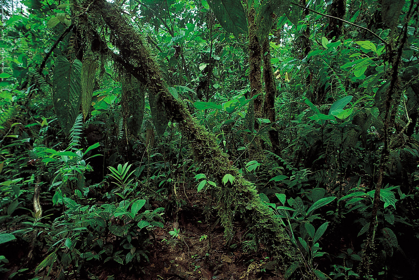 Loss of Tropical Rainforests