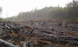 Habitat Loss – How Native Species will survive? 1 Habitat Loss – How Native Species will survive? 1