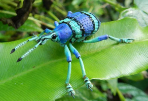 Loss of Tropical Rainforests 2