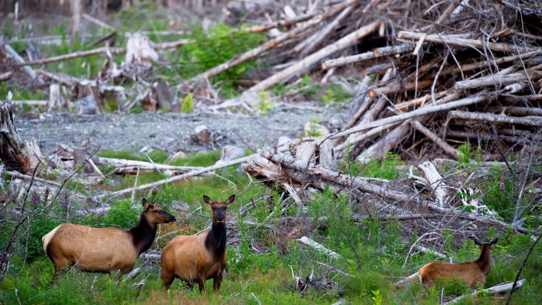 Habitat Loss How Native Species will survive? GreenStories