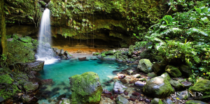 Loss of Tropical Rainforests 3