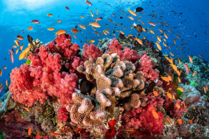 Destruction of Coral Reefs – Needs to be stopped Immediately! 3