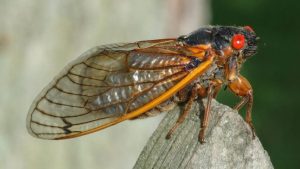 Insects are climbing out of the ground in North America after 17 yrs only to mate, die in weeks 1