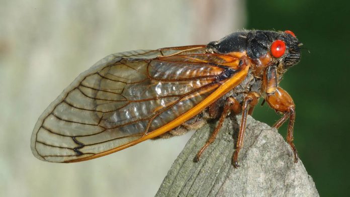 Insects are climbing out of the ground in North America after 17 yrs only to mate, die in weeks