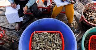 Faced with climate challenges, Vietnamese rice farmers switch to shrimp