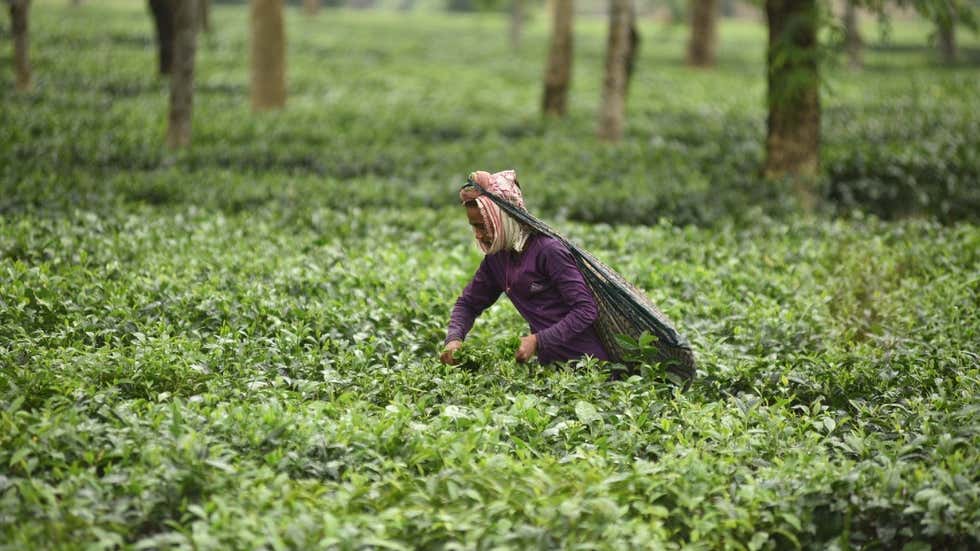 India, Other Tea Producing Nations are Facing Myriad Production Issues Due to Climate Change: Report