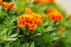 12 Reasons Why Marigolds Are the Best Flowers in Your Garden 1