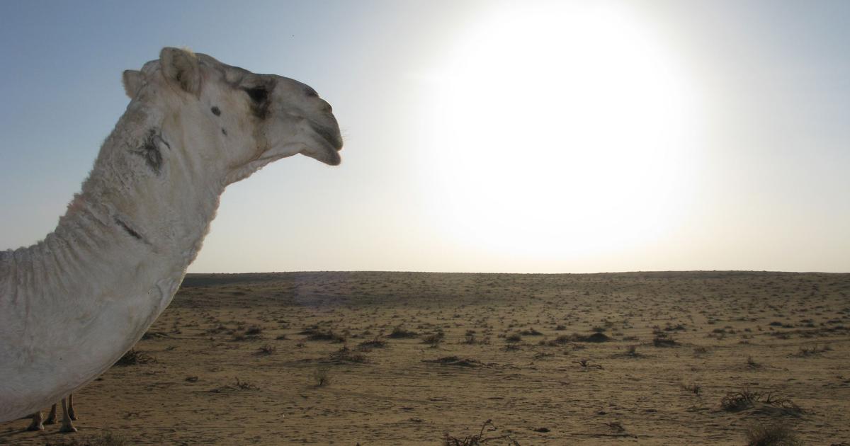 Even modern travel across the Arabian desert is an unpredictable adventure, shows this travelogue