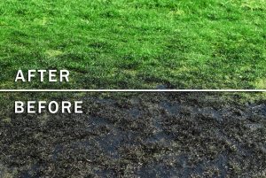 Bioremediation – Meaning and Significance 2