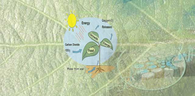 What is Carbon Fertilization and its effects on crop production?