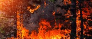 Fire Ecology – Meaning and Significance! 1