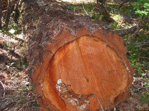 Fire Ecology – Meaning and Significance! 2