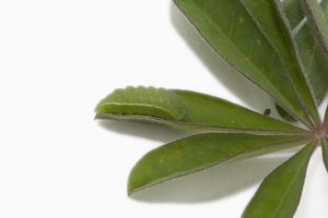 Fire Ecology – Meaning and Significance! 3