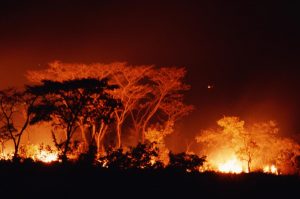 Fire Ecology – Meaning and Significance! 4