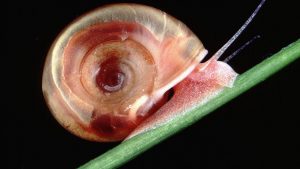 Why snails are one of the world's deadliest creatures 1